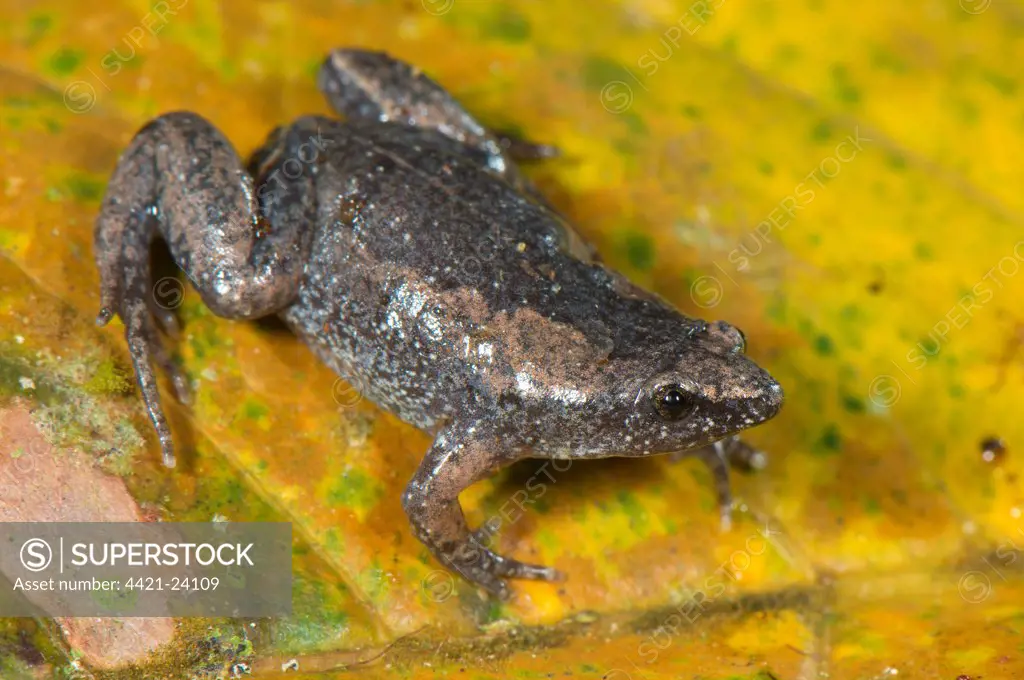 Dotted Humming Frog (Chiasmocleis ventrimaculata) adult female, sitting on leaf, Los Amigos Biological Station, Madre de Dios, Amazonia, Peru