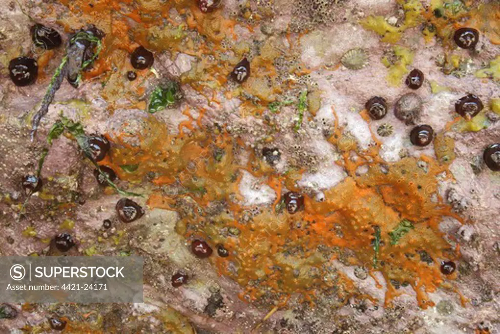 Beadlet Anemone Actinia equina group closed with Breadcrumb