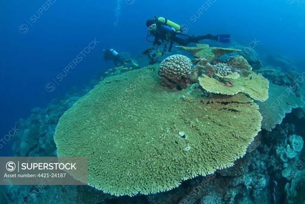 Coral reef habitat, with large table coral and divers, Rhoda Beach dive site, Christmas Island, Australia