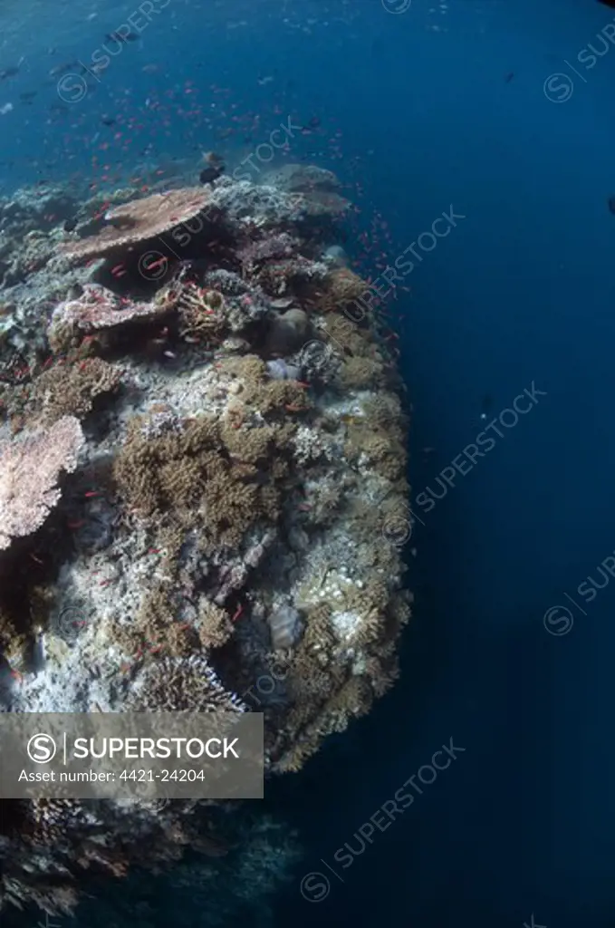 Coral reef habitat, with fish and edge of reef with dropoff to reef wall, Sipadan Island, Sabah, Borneo, Malaysia