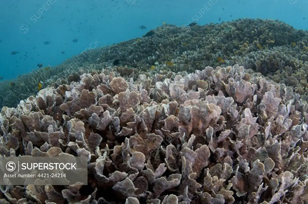 Hard Coral (Pavona decussata) in reef habitat with fish, Tugu, Nusa Penida, Bali, Lesser Sunda Islands, Indonesia