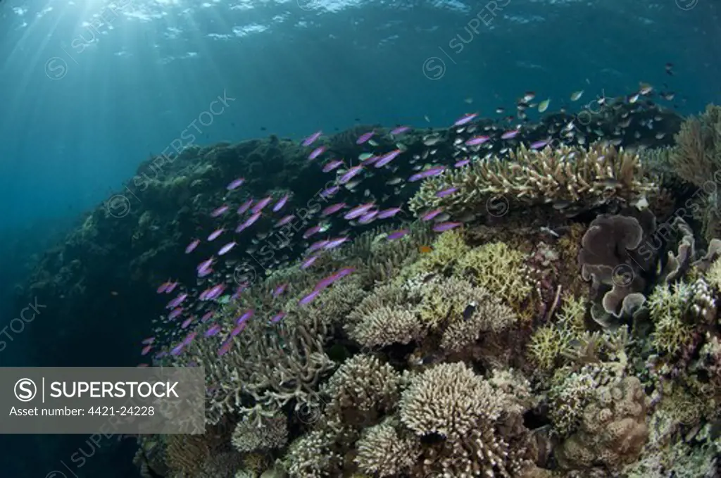 Coral reef habitat with various species of fish, Tutuntute, Wetar Island, Barat Daya Islands, Lesser Sunda Islands, Maluku Province, Indonesia