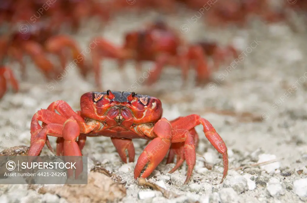 Christmas Island Red Crab (Gecarcoidea natalis) adults, mass on path during annual migration, Christmas Island, Australia