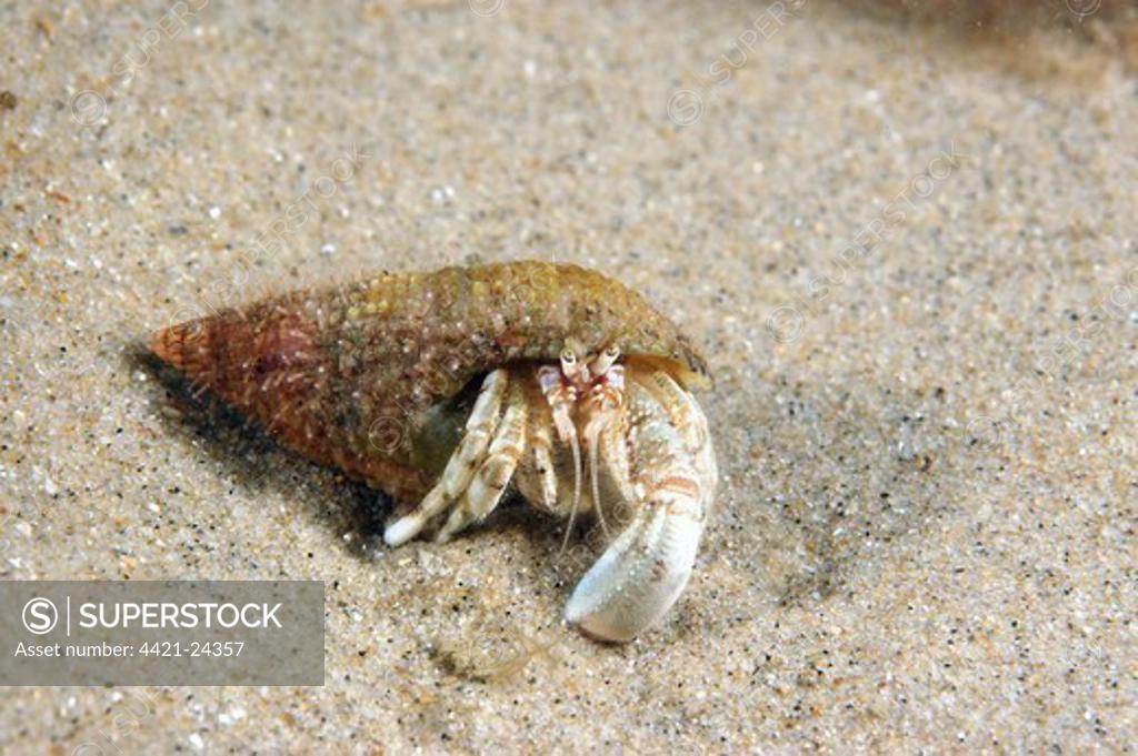 Hermit Crab (Dardanus arrosor) using a Sponge (Suberites domuncula) as its  home, Mediterranean Sea, Spain - SuperStock