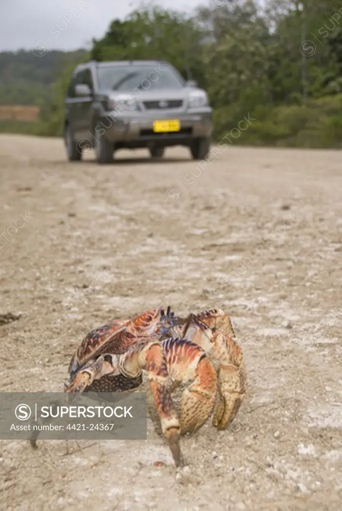 Giant Coconut Crab (Birgus latro) adult, crossing road with car, Christmas Island, Australia