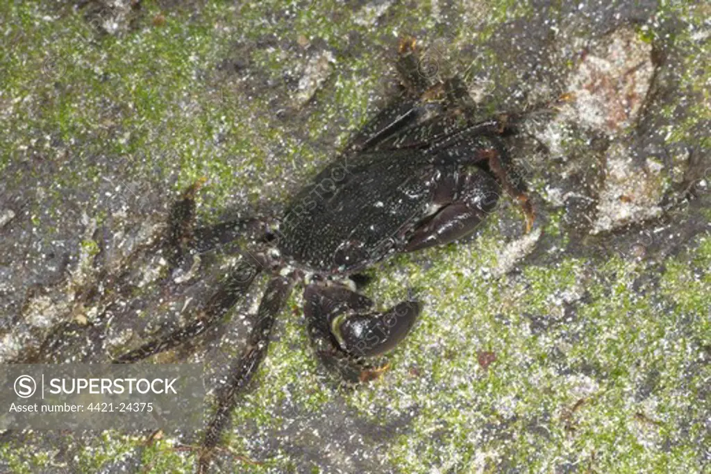 East Atlantic Sally Lightfoot Crab (Grapsus adscensionis) immature, feeding on rocky shore, Pico Island, Azores, august