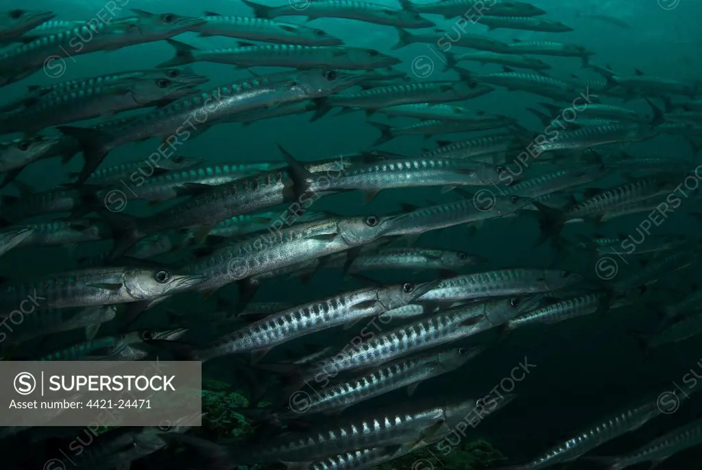 Blackfin Barracuda (Sphyraena qenie) shoal, Barracuda Point, Sipadan Island, Sabah, Borneo, Malaysia