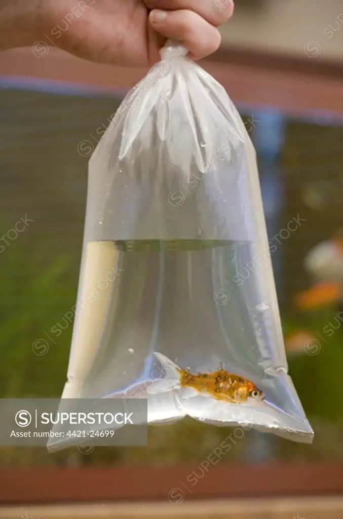 Goldfish (Carassius auratus) Shubunkin, adult, in plastic bag, introducing to fishtank, England