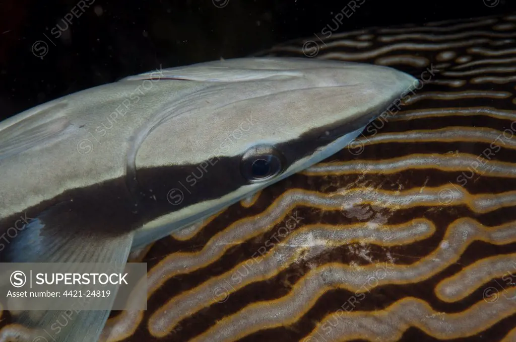 Sharksucker (Echeneis naucrates) adult, attached to Map Pufferfish (Arothron mappa) host, Waigeo Island, Raja Ampat, West Papua, New Guinea, Indonesia