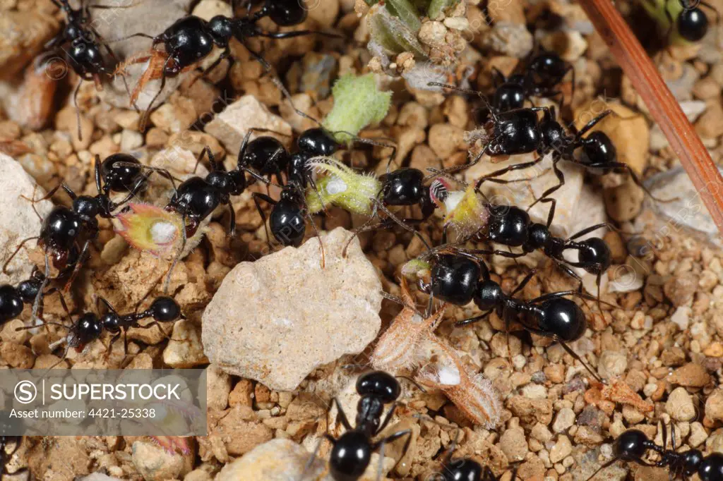 Harvester Ant (Messor barbara) adult workers, large and small headed types, collecting seeds, near Minerve, Herault, Languedoc-Roussillon, France, may