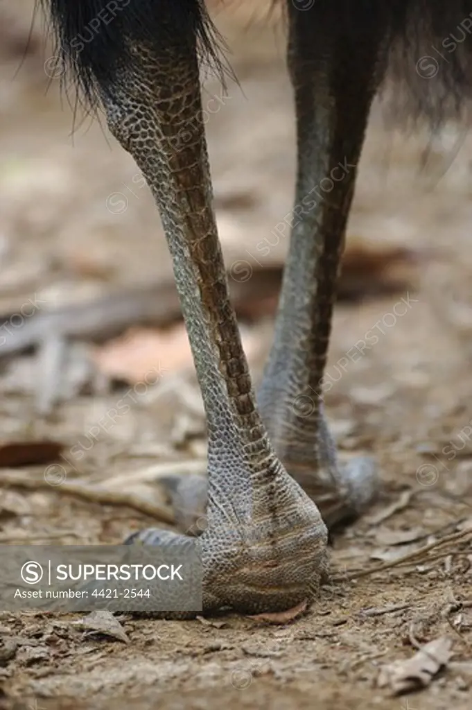 Southern Cassowary (Casuarius casuarius) adult, close-up of feet and legs, standing in tropical fan palm forest, Tam O'Shanter N.P., Queensland, Australia, august