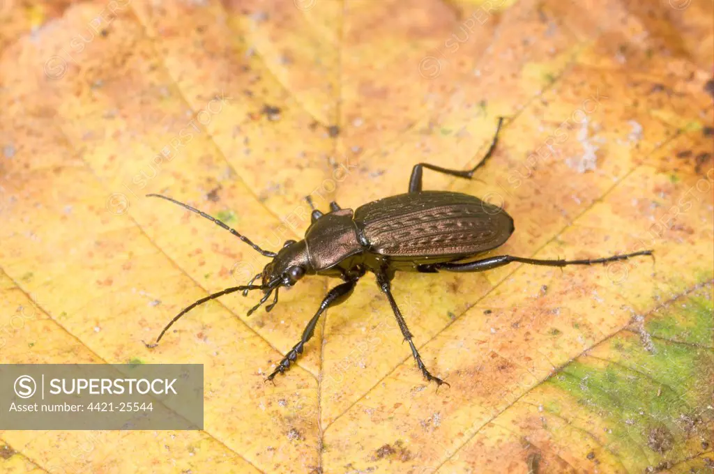 Granulated Ground Beetle (Carabus granulatus) adult, standing on fallen leaf, England, november