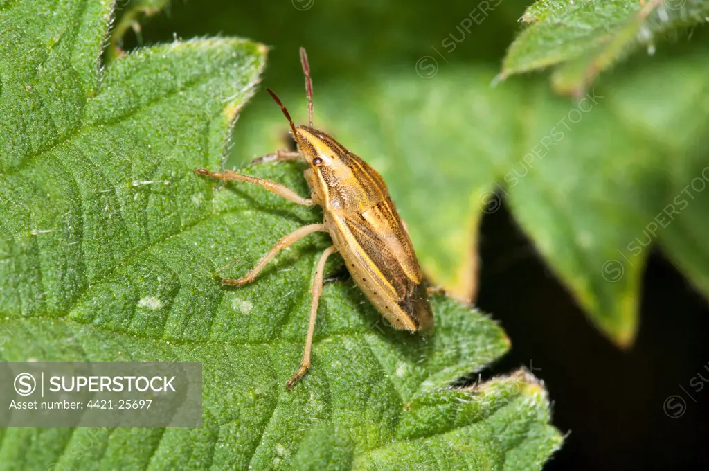 Bishop's Mitre Bug (Aelia acuminata) adult, resting on leaf, Crossness Nature Reserve, Bexley, Kent, England, may