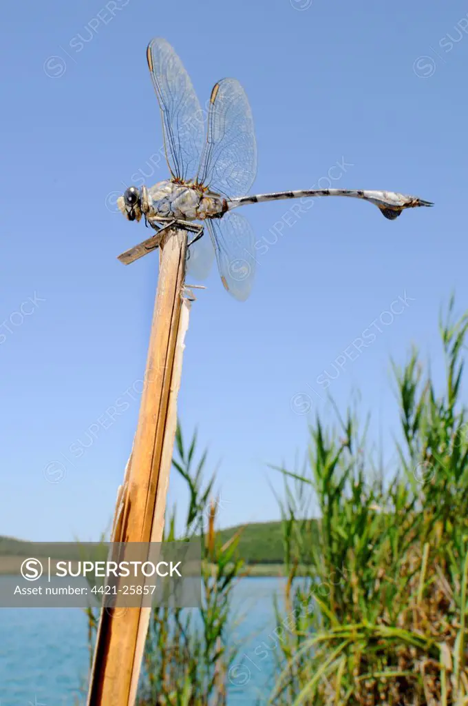 Bladetail Dragonfly (Lindenia tetraphylla) adult, resting on stem beside lake habitat, Italy