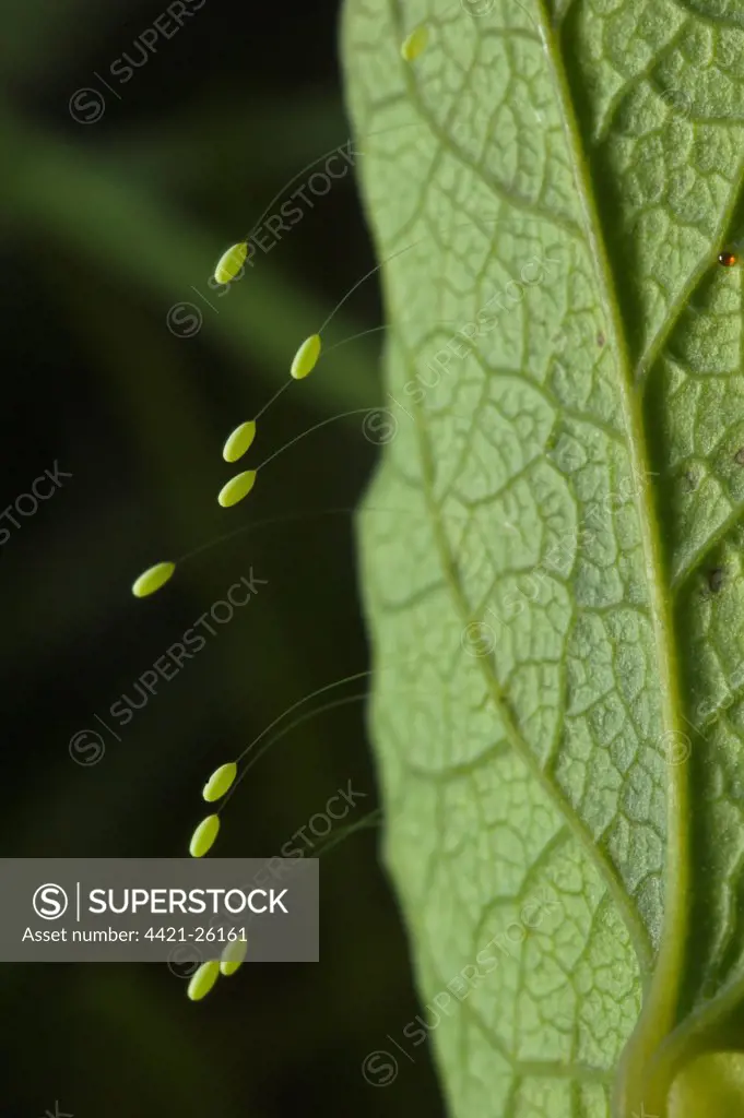 Green Lacewing (Chrysopa sp.) stalked eggs, deposited on leaf, Italy, may