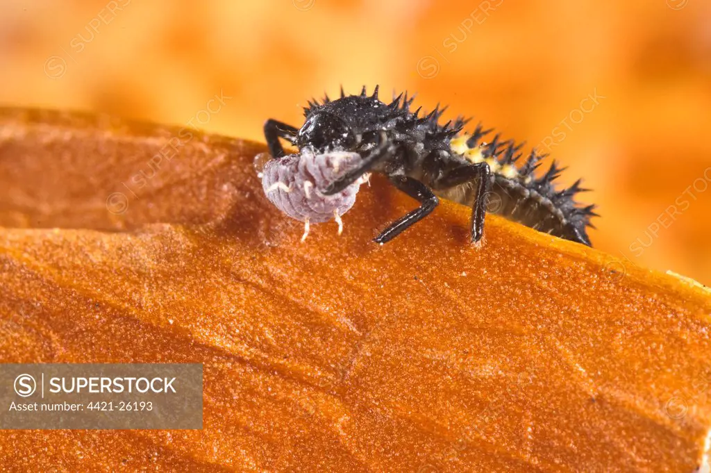 Harlequin Ladybird (Harmonia axyridis) introduced species, larva, feeding on Scale Insect (Coccoidea sp.), Genova Province, Liguria Italy, august