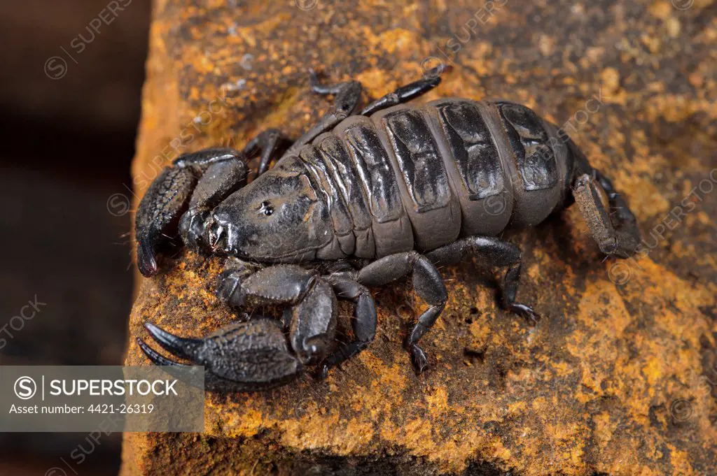 South African Scorpion (Opisthacanthus validus) adult, on rock, Drakensberg, South Africa