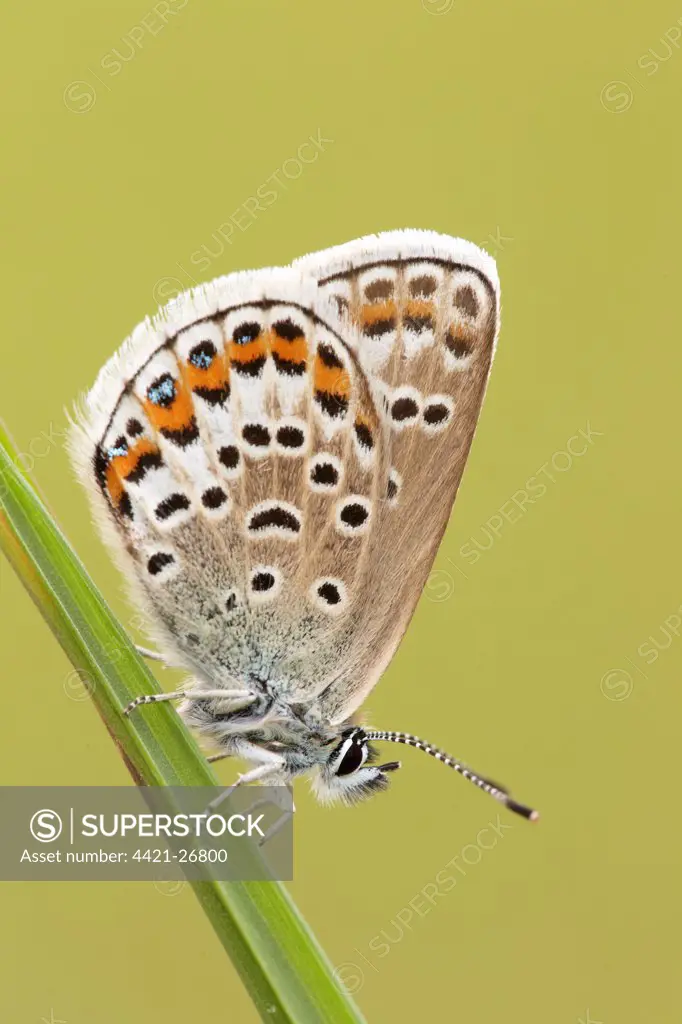 Silver-studded Blue (Plebejus argus) adult female, resting on grass, Prees Heath, Shropshire, England