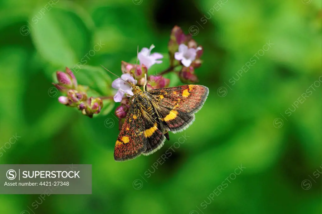 Common Purple and Gold Moth (Pyrausta purpuralis) adult, feeding on marjoram flowers, Oxfordshire, England