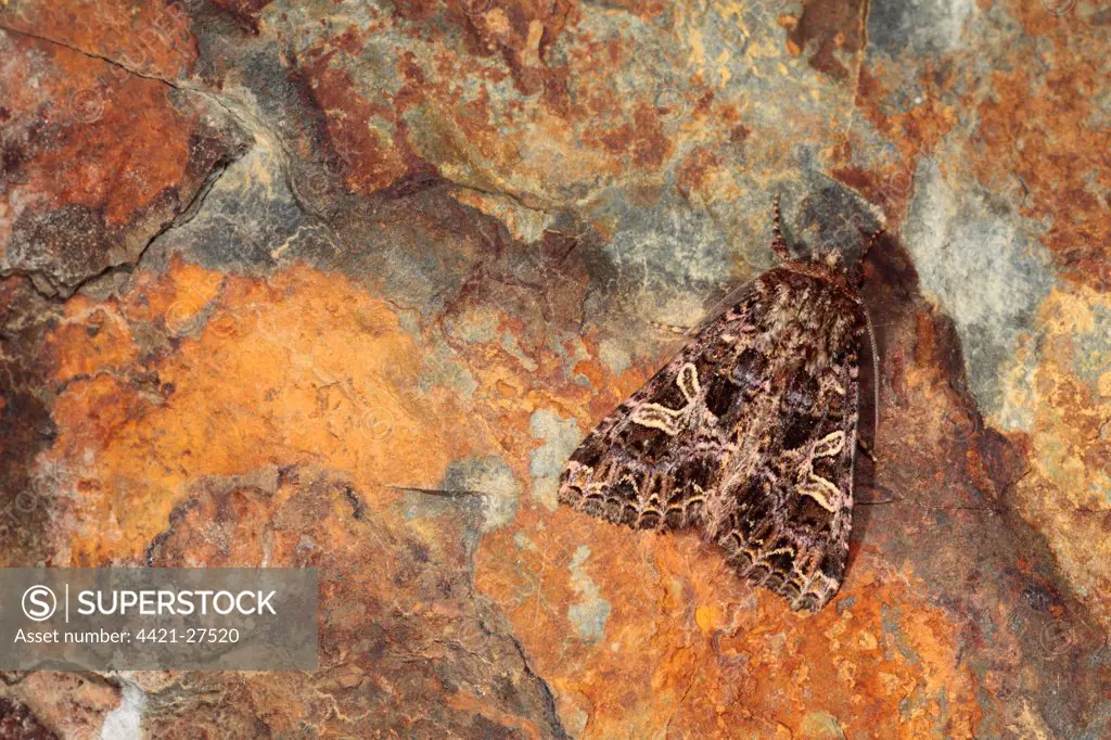 Lychnis Moth (Hadena bicruris) adult, camouflaged on stone, Pyrenees, Ariege, France, may