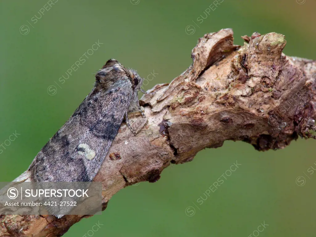 Poplar Lutestring (Tethea or) adult, resting on poplar twig, Cannobina Valley, Piedmont, Northern Italy, july