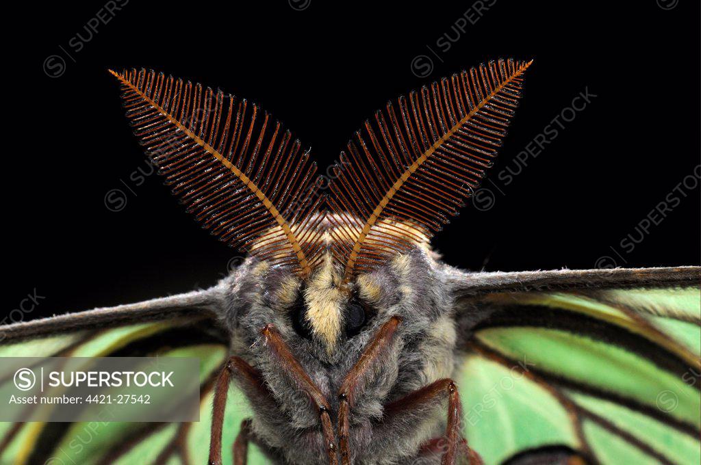 Graellsia shops isabellae male framed Spanish moon moth