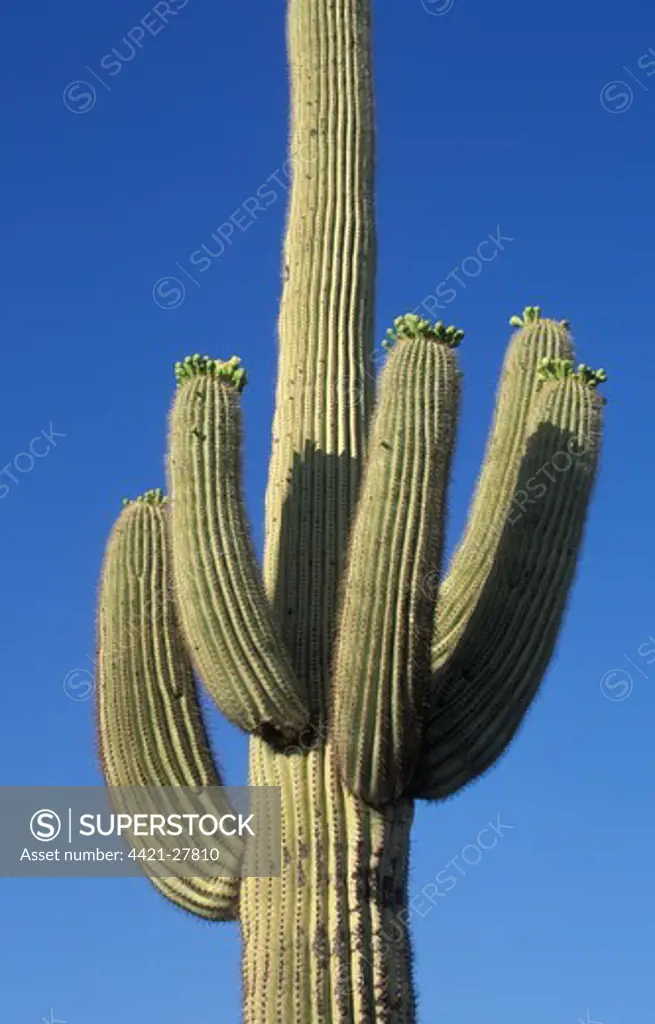 Cacti  Saguaro (Carnegiea gigantea)  showing typical arm development on mature plants.