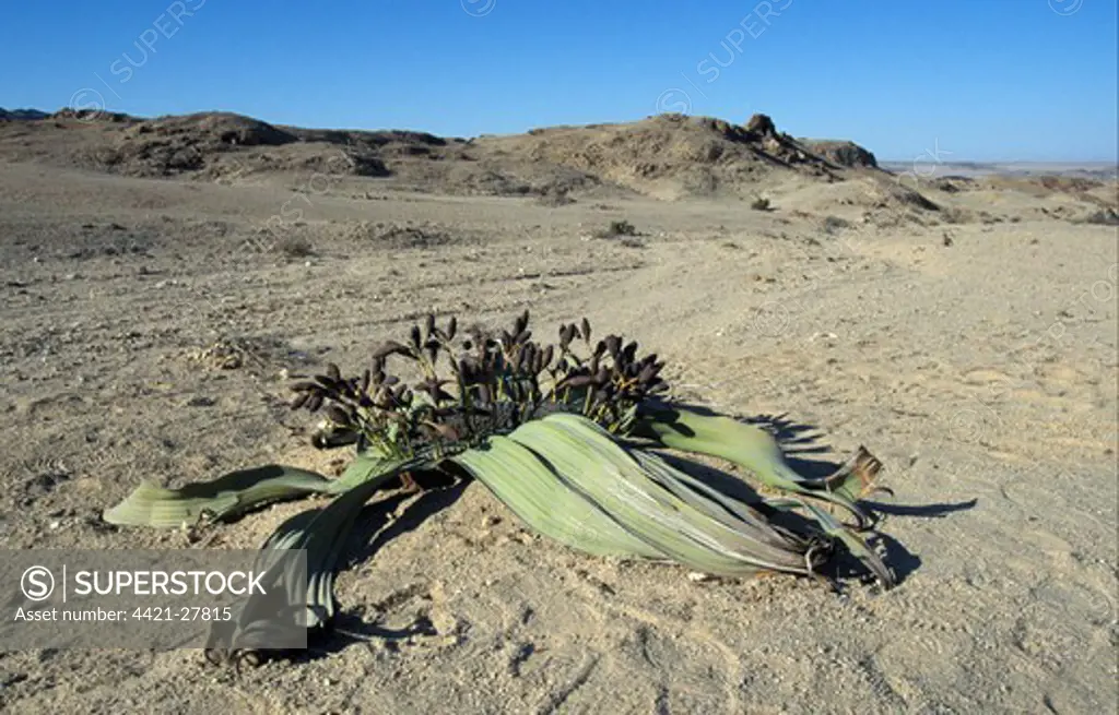 Welwitschia (Welwitschia mirabilis) Female, Namib Desert