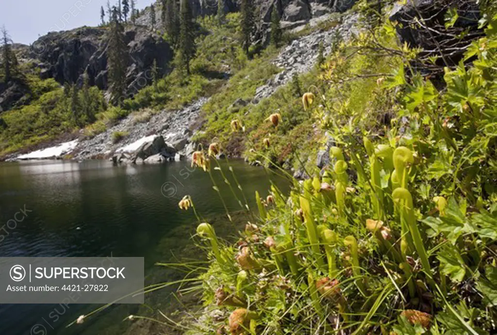 Cobra Lily (Darlingtonia californica) flowering, growing in boggy area at edge of lake, Castle Lake, Klamath Mountains, Northern California, U.S.A., july