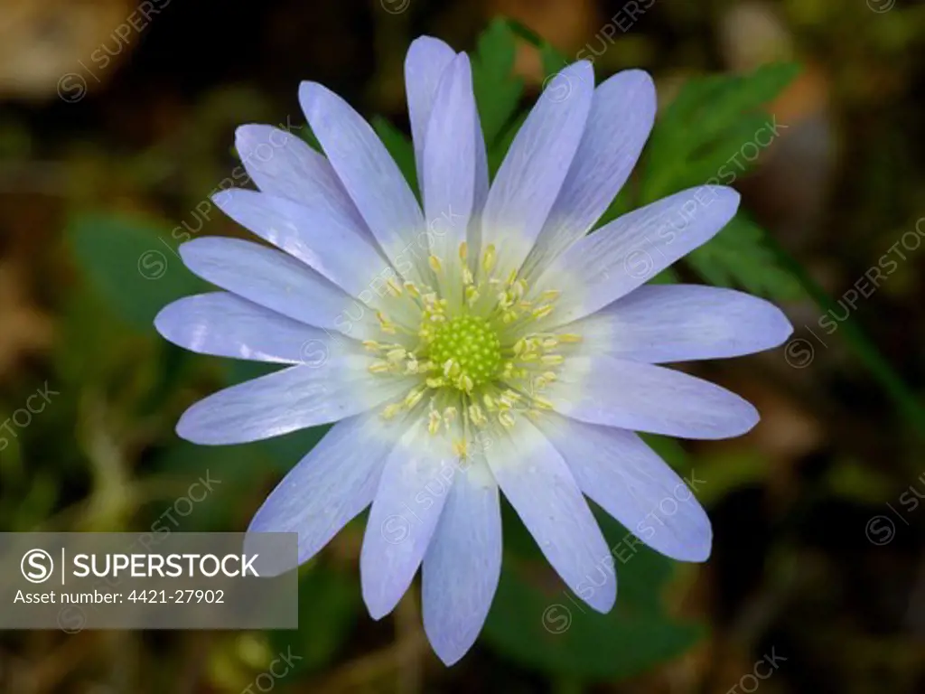 Greek Windflower (Anemone blanda) close-up of flower, growing in mediterranean macchia, Peloponesos, Southern Greece, april