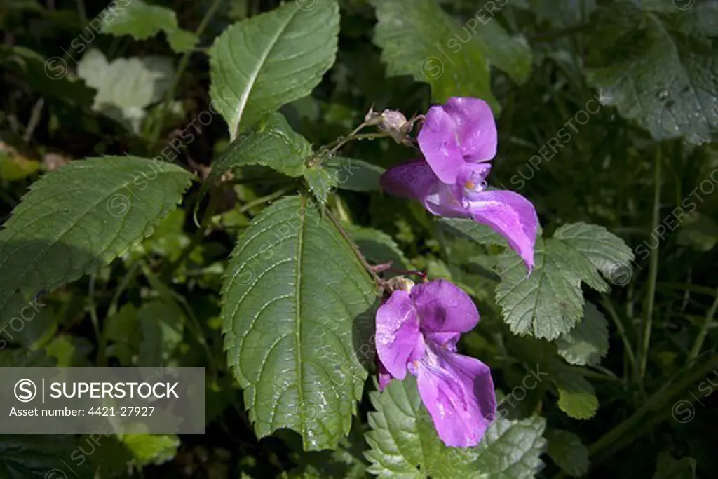 Himalayan Balsam (Impatiens glandulifera) introduced invasive species, flowering, Basingstoke Canal Nature Reserve, Hampshire, England, october