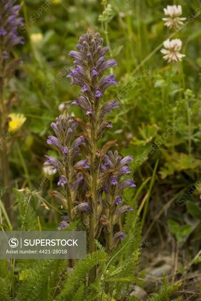 Purple Broomrape (Orobanche purpurea) flowering, parasitic on yarrow, Ecrins N.P., Alps, France