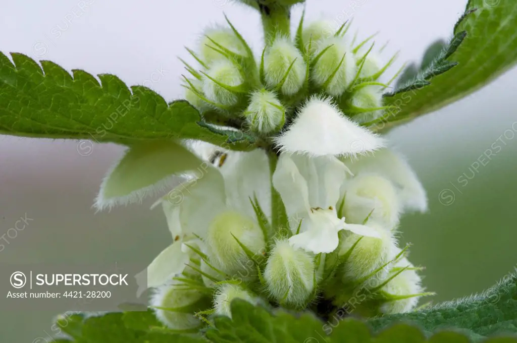White Dead-nettle (Lamium album) close-up of flowers and flowerbuds, Crossness Nature Reserve, Bexley, Kent, England, april