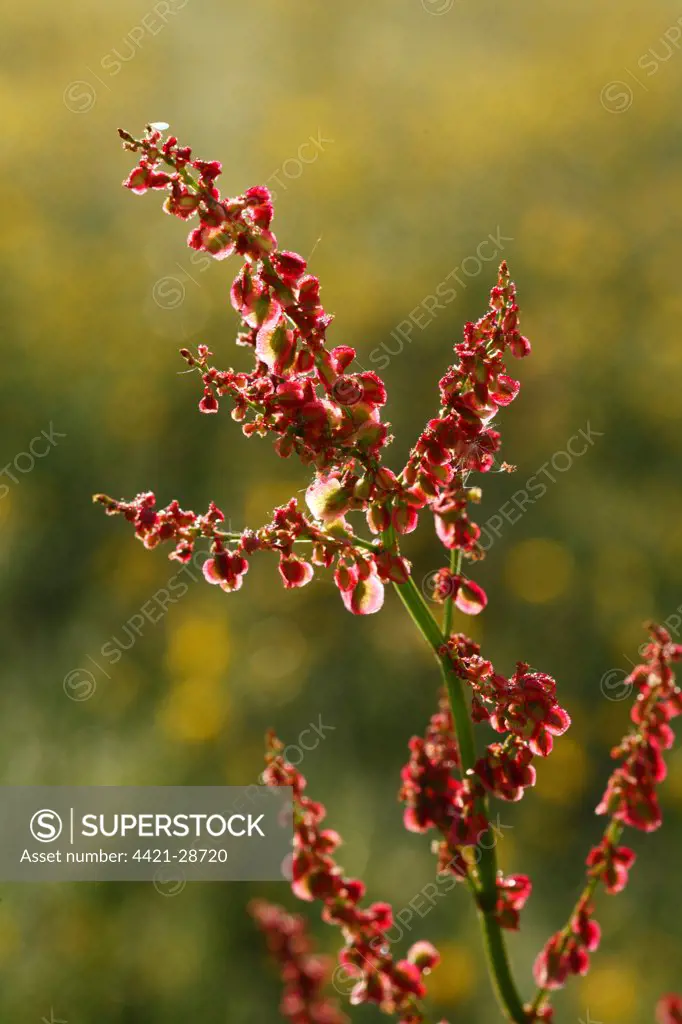 Common Sorrel (Rumex acetosa) ripening seeds, Powys, Wales