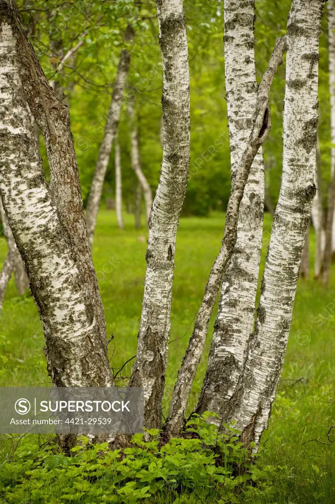 Downy Birch (Betula pubescens) coppiced trunks, in woodland habitat, Laelatu Wooded Meadow, Puhtu-Laelatu Reserve, Estonia, spring