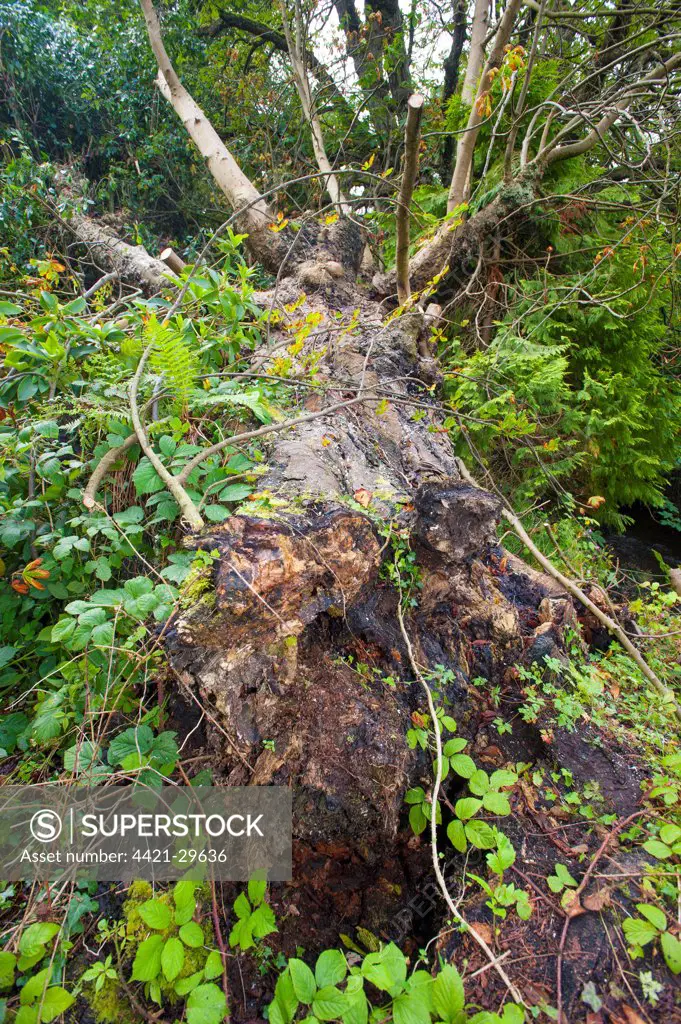 Horse Chestnut (Aesculus hippocastanum) fallen tree, affected by Butt Rot disease caused by fungi, Chipping, Lancashire, England, august