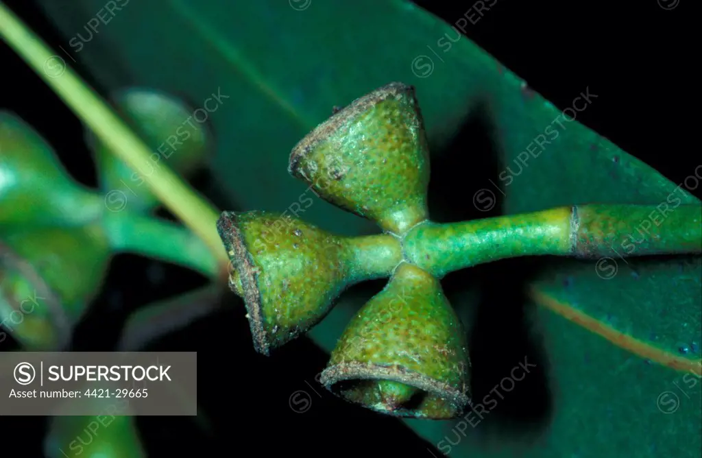 Tree-Eucalyptus (Eucalyptus camal dulensis) close-up of fruit