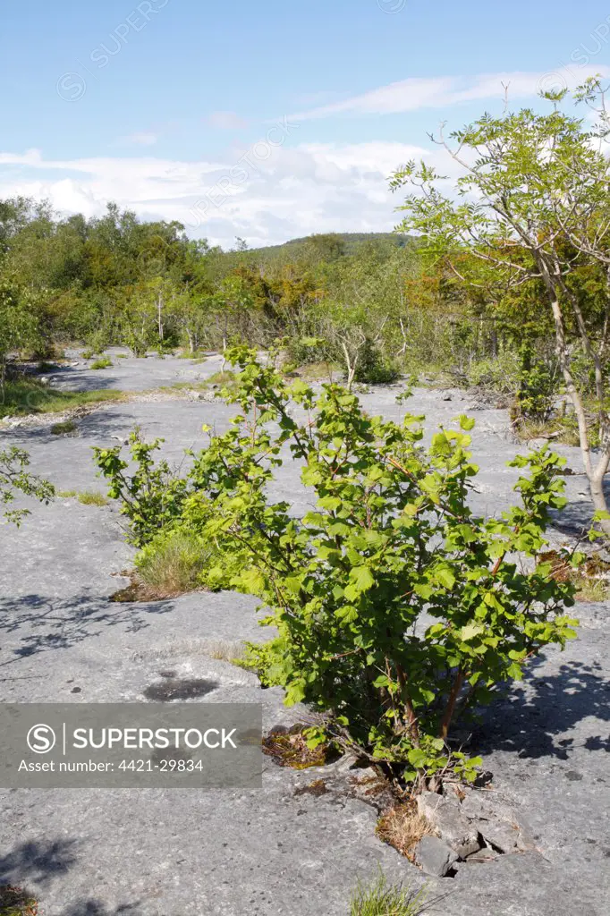 Common Hazel (Corylus avellana) and Common Ash (Fraxinus excelsior) habit, growing from crevice in limestone pavement habitat, Gait Barrows National Nature Reserve, Cumbria, England, june