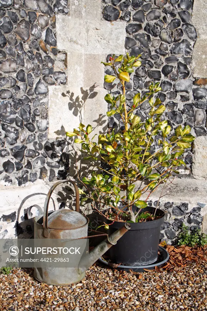 Cultivated Holly (Ilex sp.) sapling, growing in pot beside metal watering can, St. Mary's Church, Wortham, Suffolk, England, october