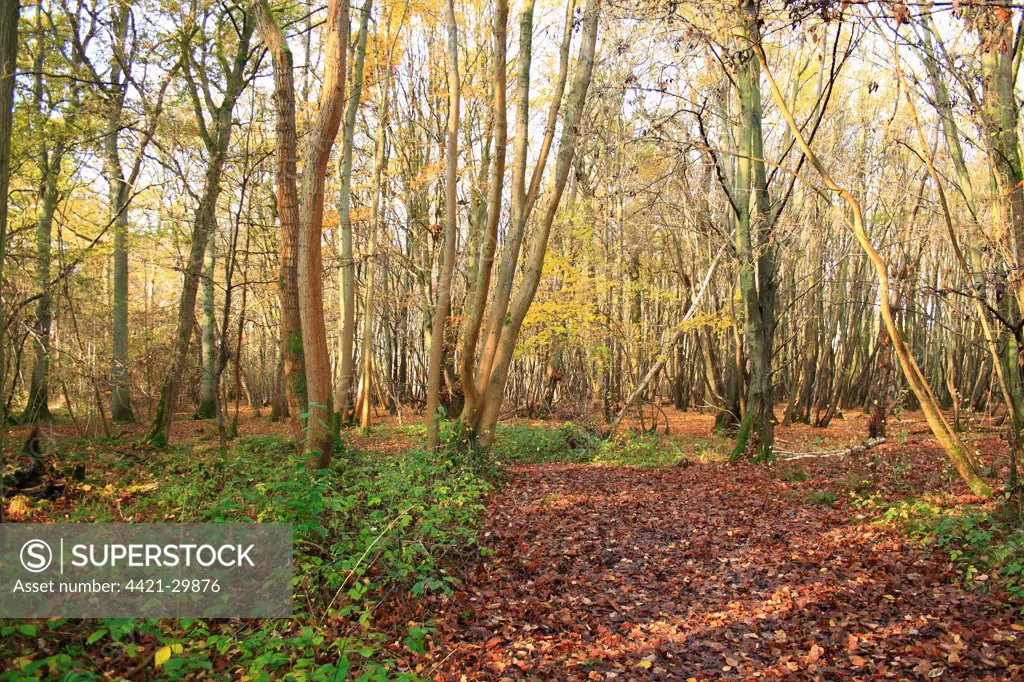 European Hornbeam (Carpinus betulus) coppiced ancient woodland habitat, Wolves Wood RSPB Reserve, Hadleigh, Suffolk, England, november