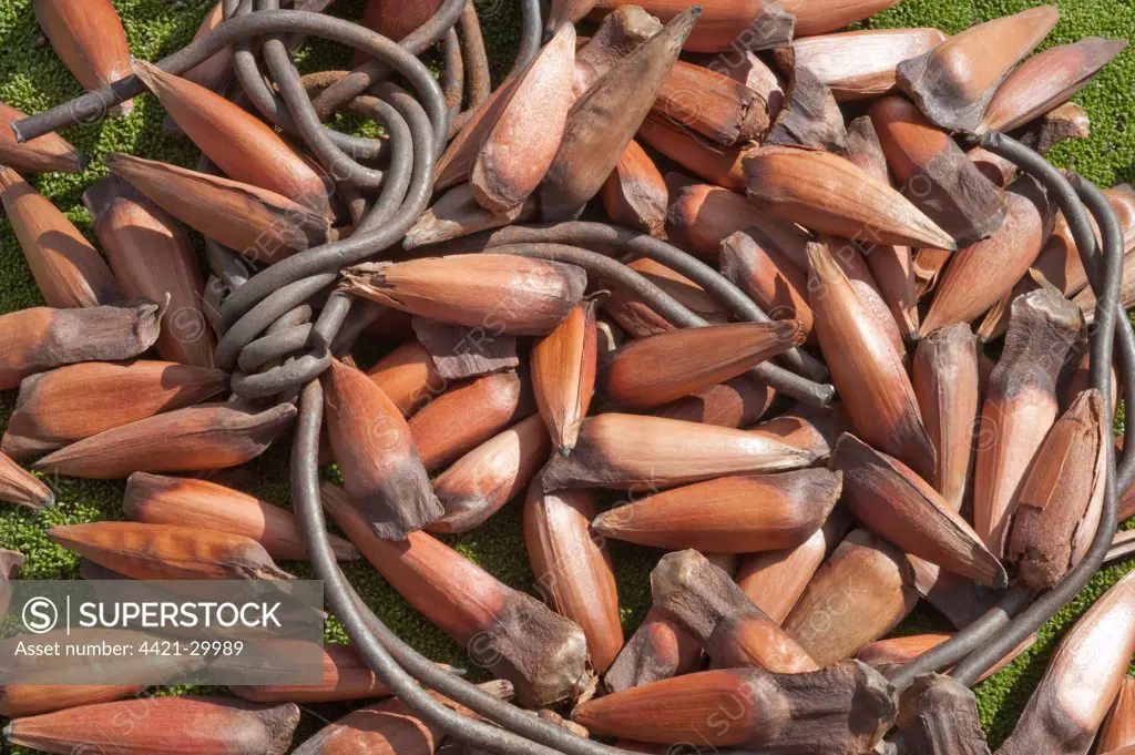 Monkey Puzzle (Araucaria araucana) nuts, Esquel, Chubat Province, Patagonia, Argentina, november