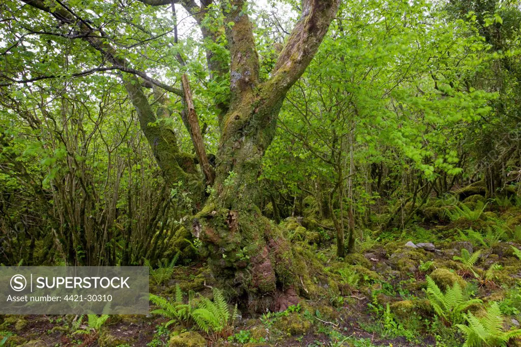 Goat Willow (Salix caprea) gnarled ancient habit, in woodland habitat, Slieve Carran Oratory, The Burren, County Clare, Ireland, spring