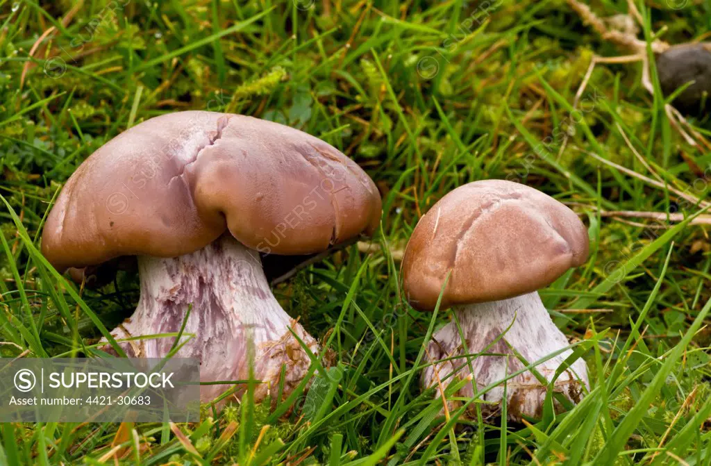 Field Blewit (Lepista saeva) fruiting bodies, growing in acid grassland, Quantock Hills, Somerset, England, november