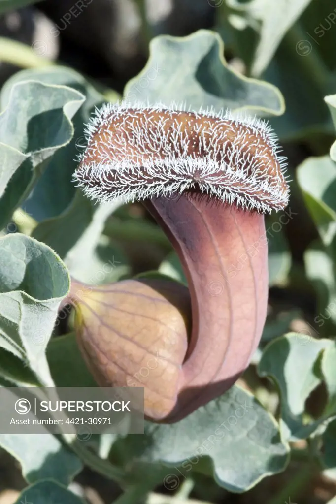 Chilean Dutchman's Pipe (Aristolochia chilensis) close-up of flower, at coast in early morning, near Totoral El Norte Chico, Atacama Desert, Chile