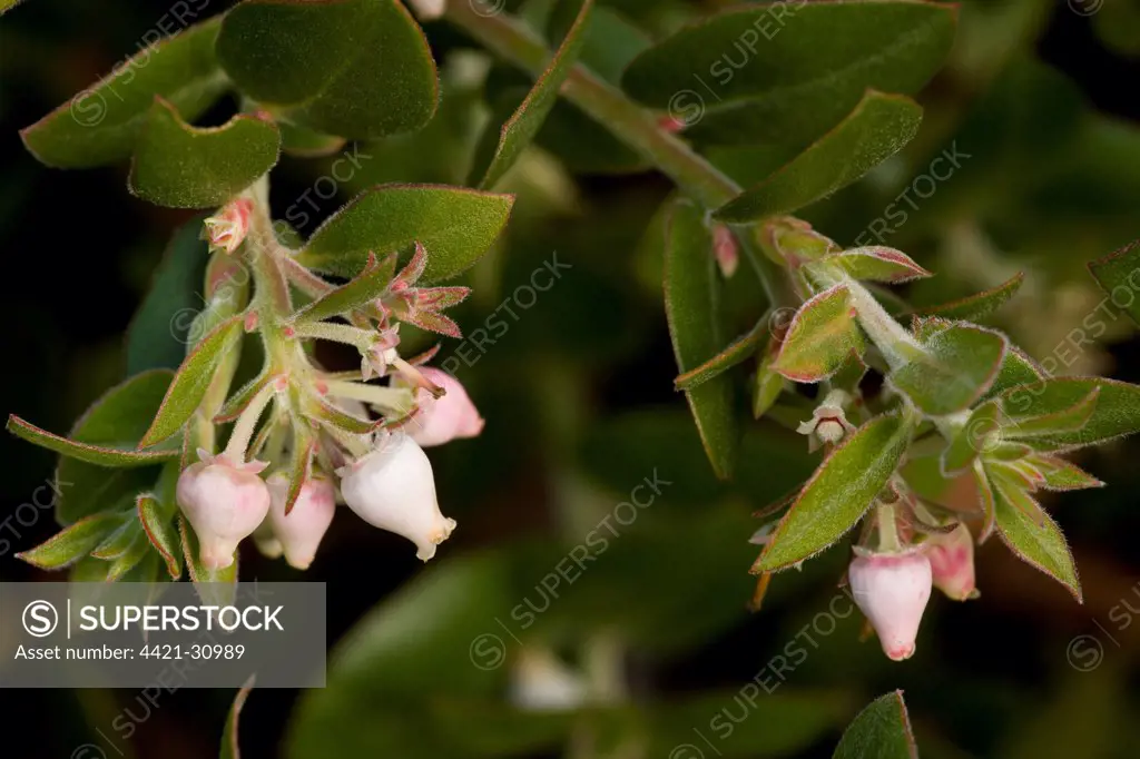 Arroyo de la Cruz Manzanita (Arctostaphylos cruzensis) close-up of flowers and leaves, Southern California, U.S.A., november