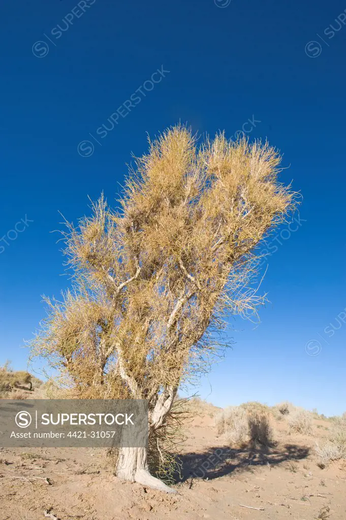 Saxaul (Haloxylon sp.) habit, growing in desert, Khongoryn Els Sand Dunes, Southern Gobi Desert, Mongolia, october