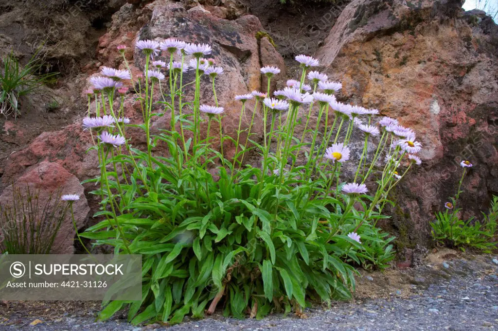 Subalpine Fleabane (Erigeron peregrinus) flowering, Mount Rainier N.P., Washington State, U.S.A.