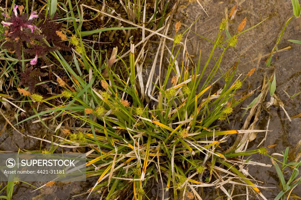 Long-stalked Yellow-sedge (Carex lepidocarpa) flowering, Market Weston Fen, Market Weston, Little Ouse Valley, Suffolk, England, may