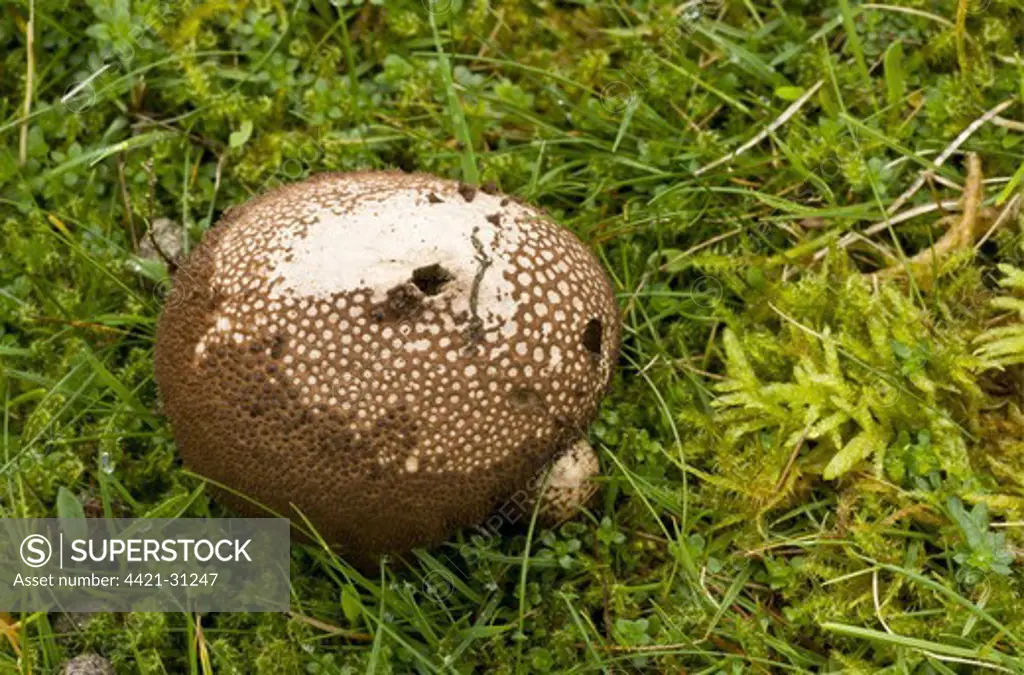 Dusky Puffball (Lycoperdon nigrescens) fruiting body, growing in acid grassland, Quantock Hills, Somerset, England, november