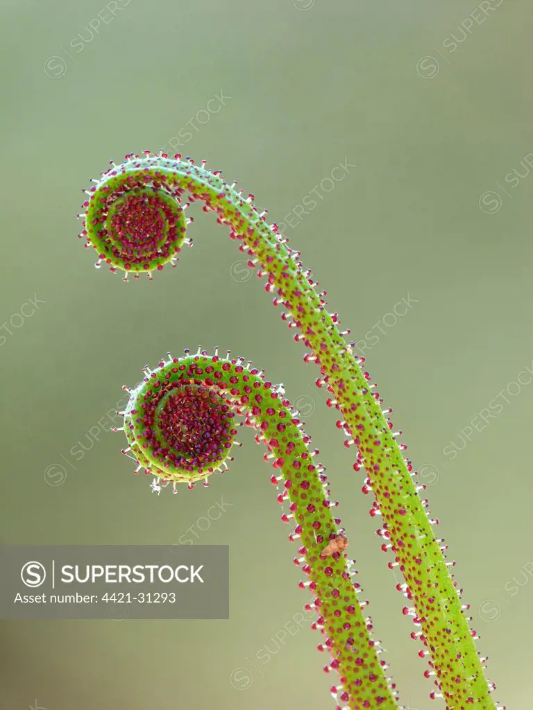 Portuguese Sundew (Drosophyllum lusitanicum) close-up of new leaves, glandular hairs on leaf with sticky mucilage, Andalucia, Spain, april